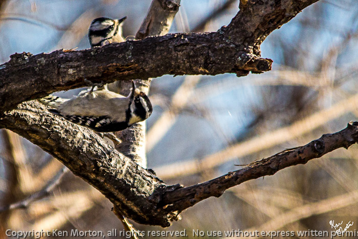 Two Female Downy Woodpeckers