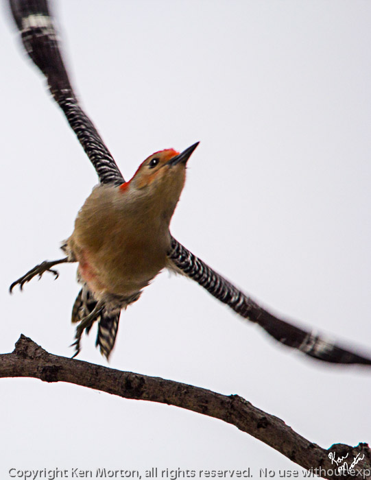 Unheed My Protests - I Fly Away