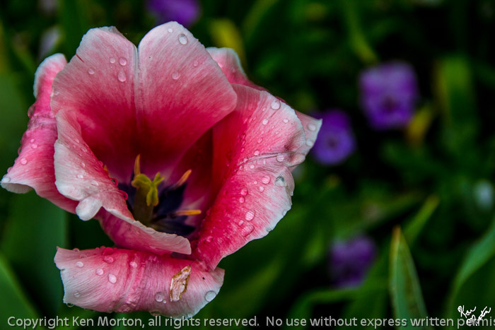 Very Passionate Pink