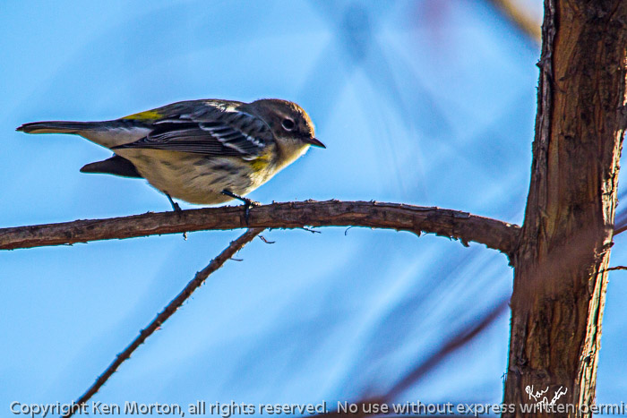 Yellow-rumped Warbler