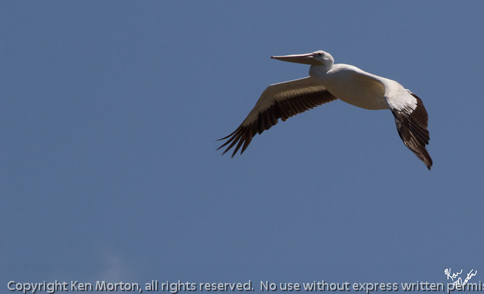 American White Pelican on Wing