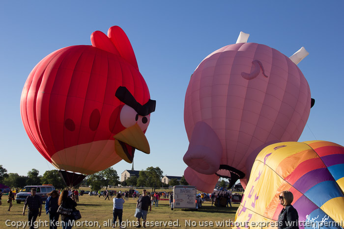 Angry Bird Attacks Piggy