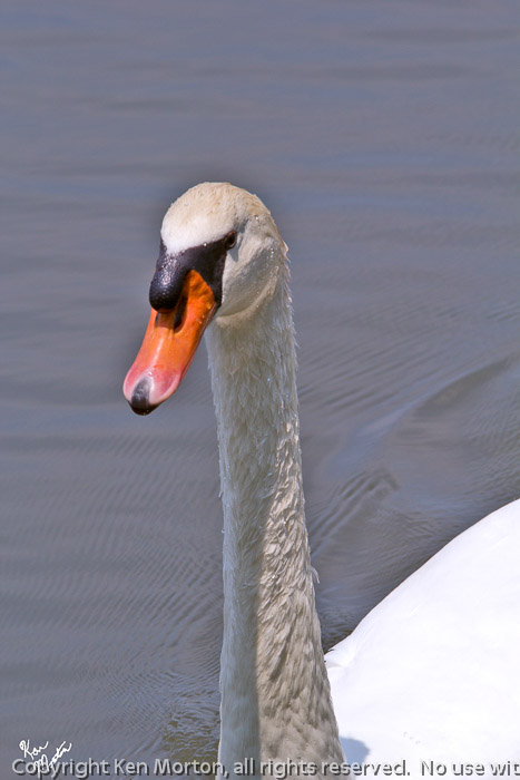 Bachman Lake Mute Swan