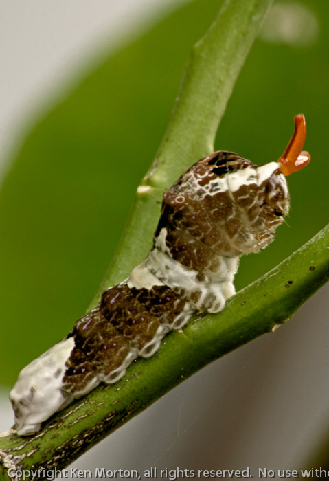 Bird Poop Caterpillar