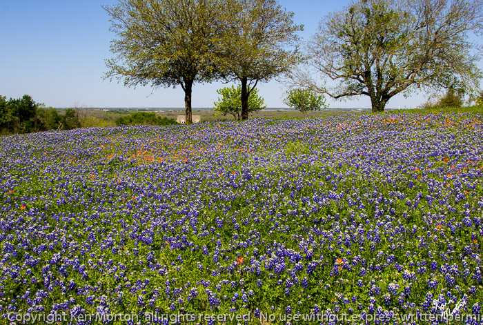 Blue, Green, and Red Hillside