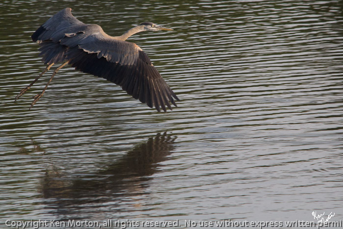 Blue Heron On Wing