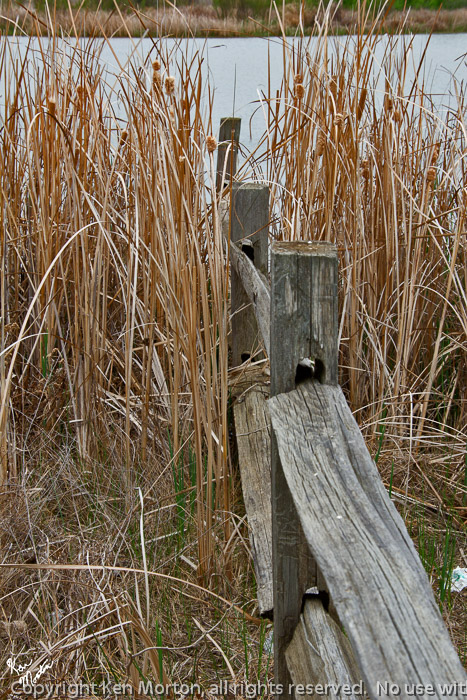 Cattails, Split Rails