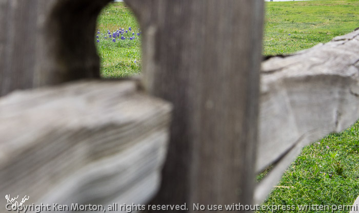 Fenced In Bluebonnets