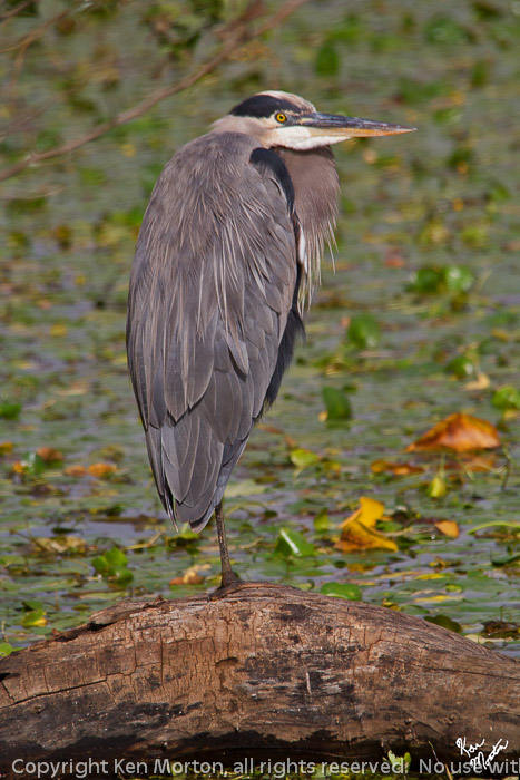 Great Blue Heron
