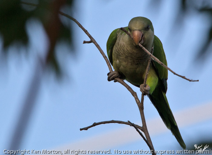 Green Parakeet with Twig