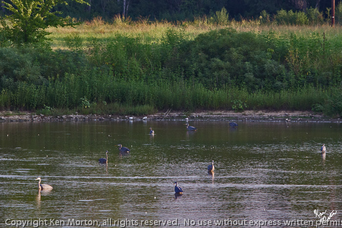 Here Blue Heron