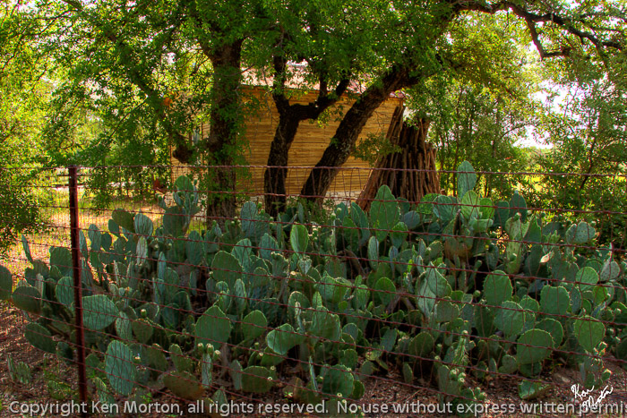 Homestead Cactus Patch