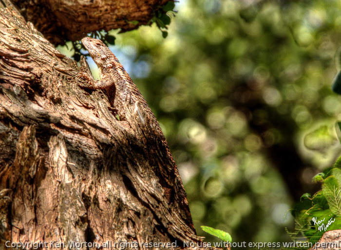 Look at That Funny Shaped Tree Bark