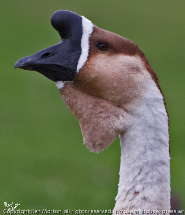 Particular Profile