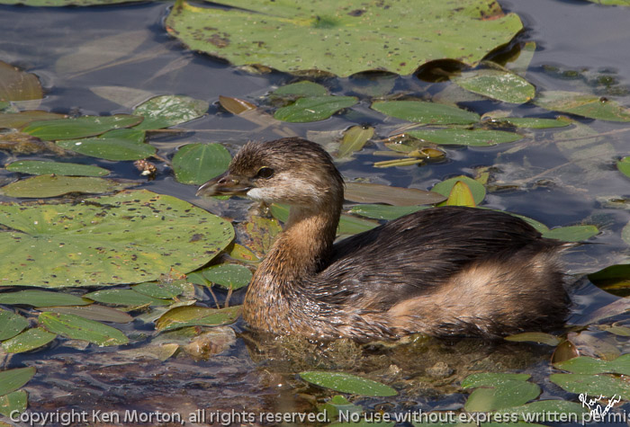 Pied-billed Grebe