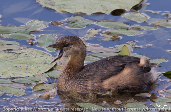 Pied-billed Grebe 2