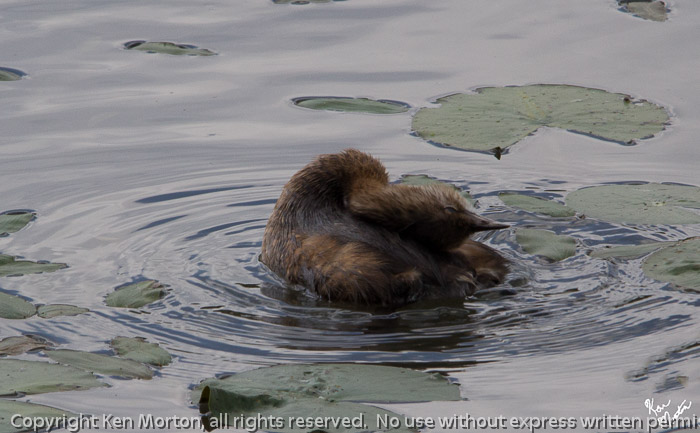 Pied-billed Grebe 3