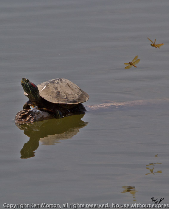 Pond Slider and Dragonflies