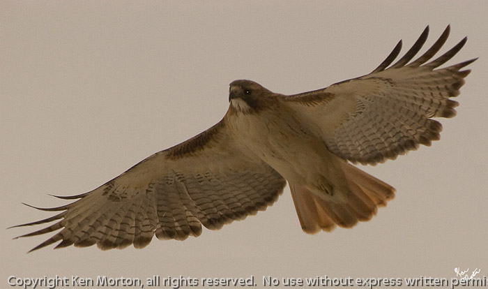 Red Tail In Flight