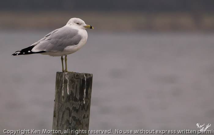 Ring-billed Gull