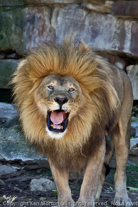 RRRROARRR