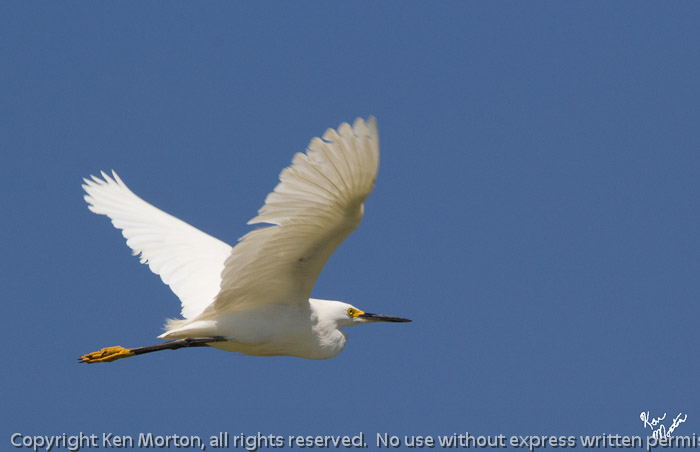 Snowy Egret on Wing