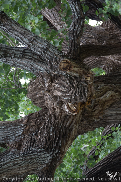 Strange Alien Presence In Cottonwood