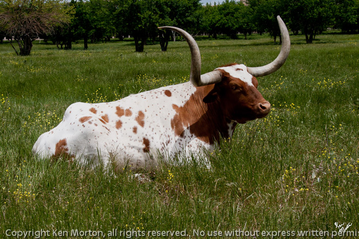 Texas Longhorn 1