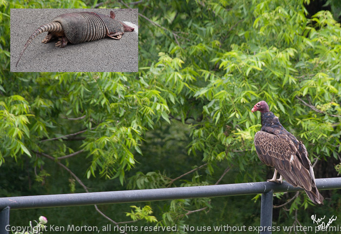 Turkey Vulture Waiting On Road Kill