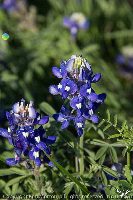 Two Bluebonnets