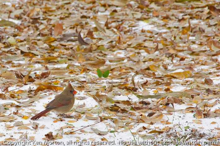 Wintry Seed Search