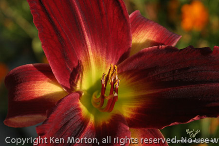 Crimsin Lily