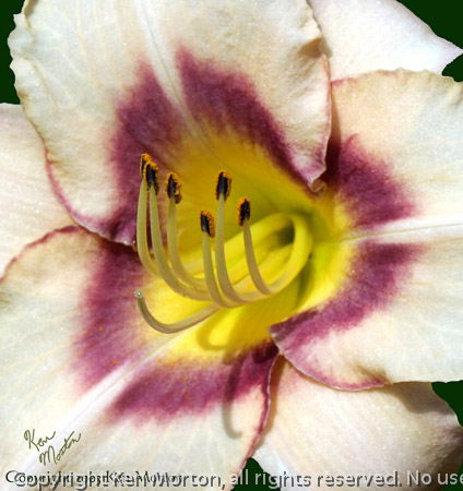 Multi-color Lily