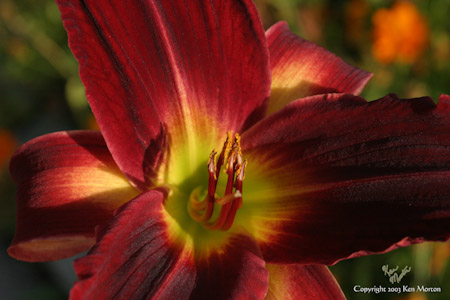 Crimsin Lily