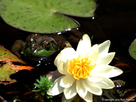 Frog and Lily