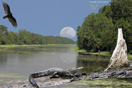 Gator, Buzzard, Moon, on the Bayou
