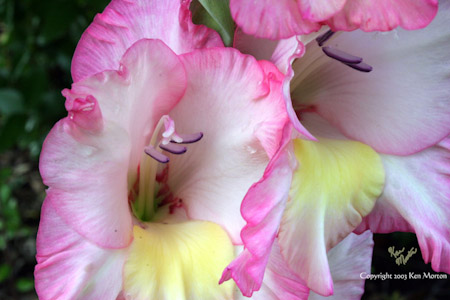 Gladiola