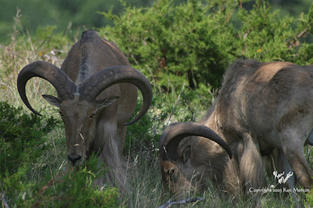 Grazing 2
