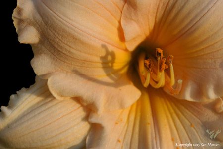 Orange Lily