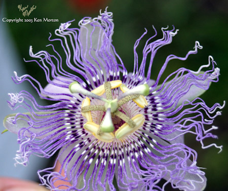 Passion Flower