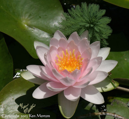 Pink Water Lily