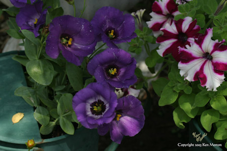 Potted Colors